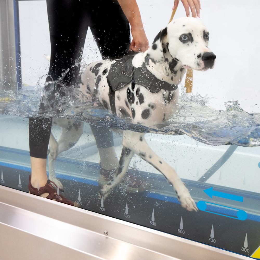 dalmation in water