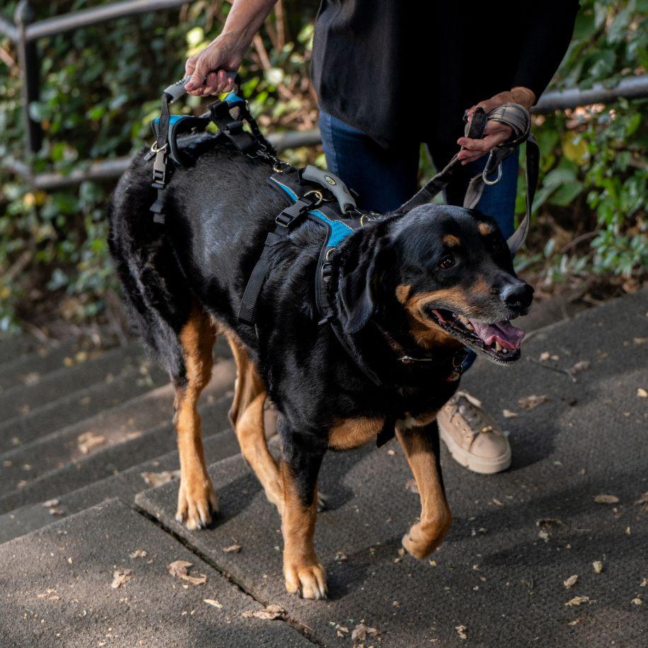 kelpie cross in support harness