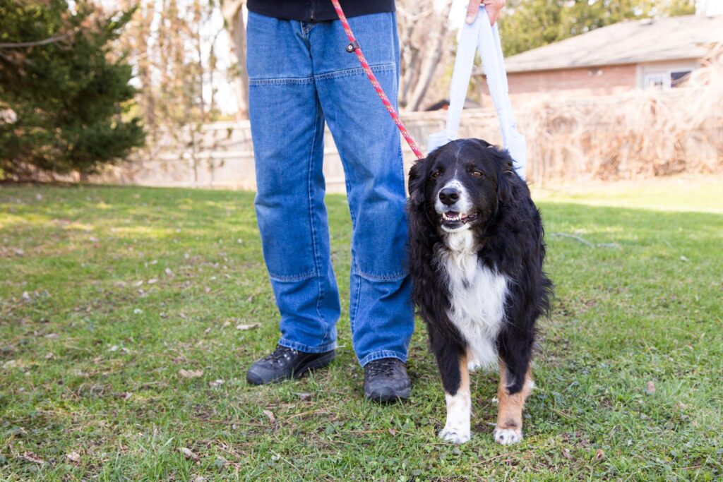 kelpie cross on leash