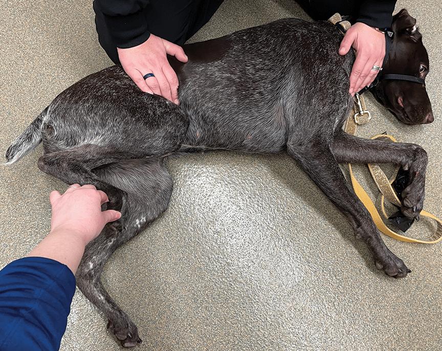 Non-Slip Paw Shoes To Help FCE recovery pointer laying down