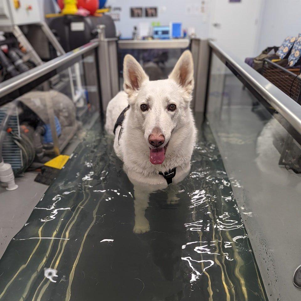 white shepherd