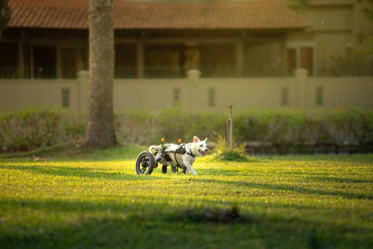 A happy white dog in a wheelchair enjoying a sunny day on a green lawn.