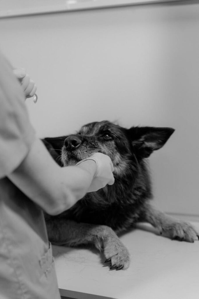German Shepherd during exam
