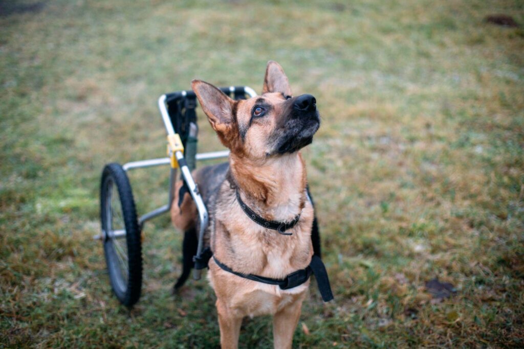 shepherd on wheelie